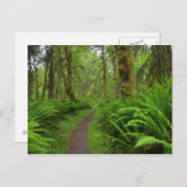 Ahornbahn, Farne und Moos bedeckt Postkarte (Vorne/Hinten)