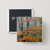 Ahornbaum, Acer rubrum, Portrait in Nebel Button (Vorne & Hinten)