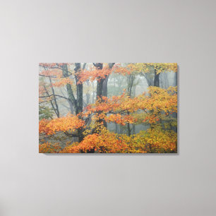 Ahornbaum, Acer rubrum, Portrait in Nebel Leinwanddruck