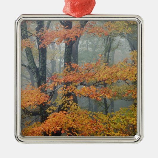 Ahornbaum, Acer rubrum, Portrait in Nebel Ornament Aus Metall (Vorne)