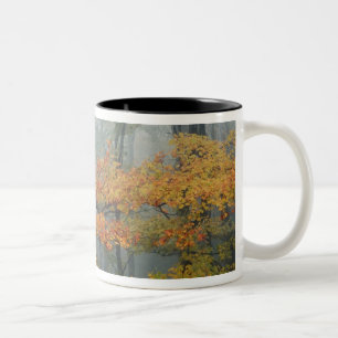 Ahornbaum, Acer rubrum, Portrait in Nebel Zweifarbige Tasse