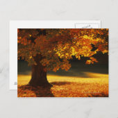 Ahornbaum , Bennington , Vermont Postkarte (Vorne/Hinten)