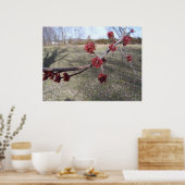 Ahornbaum-Buds Poster (Küche)