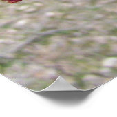 Ahornbaum-Buds Poster (Ecke)