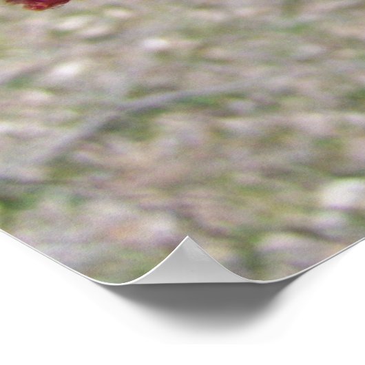 Ahornbaum-Buds Poster (Ecke)