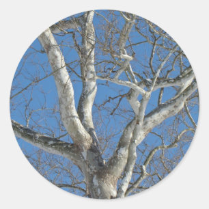 Ahornbaum gegen Winterhimmel-Elemente Runder Aufkleber