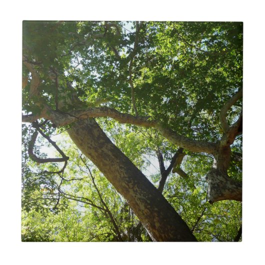 Ahornbaum Grün Natur Fliese (Vorderseite)