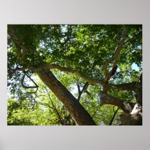 Ahornbaum Grün Natur Poster
