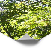 Ahornbaum Grüne Natur Poster (Ecke)