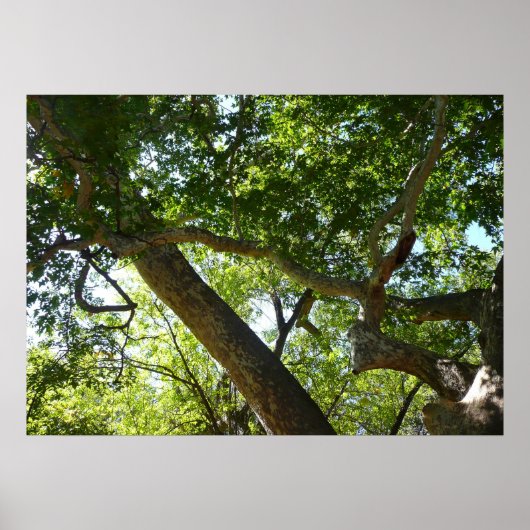 Ahornbaum Grüne Natur Poster (Vorne)