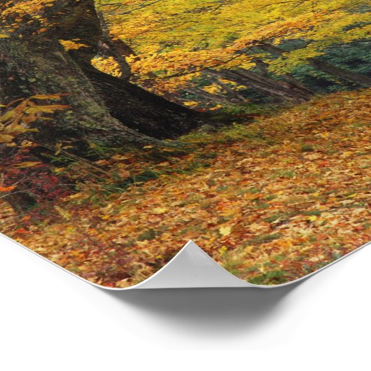 Ahornbaum im Herbst über der Landstraße, Poster (Ecke)