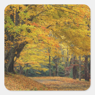 Ahornbaum im Herbst überragt eine Landstraße, Quadratischer Aufkleber