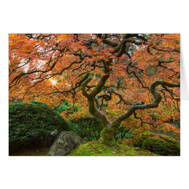 Ahornbaum im japanischen Garten im Herbst (Vorderseite (Horizontal))