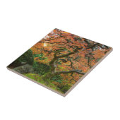 Ahornbaum im japanischen Garten im Herbst Fliese (Seite)