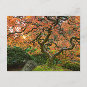 Ahornbaum im japanischen Garten im Herbst Postkarte