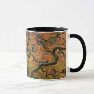 Ahornbaum im japanischen Garten im Herbst Tasse