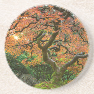 Ahornbaum im japanischen Garten im Herbst Untersetzer