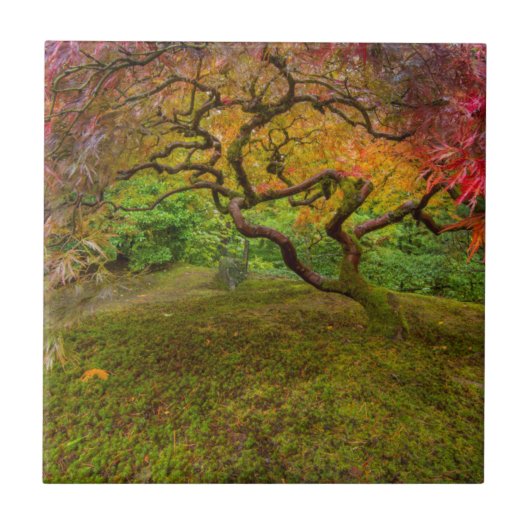 Ahornbaum in Herbstfarbe Fliese (Vorderseite)
