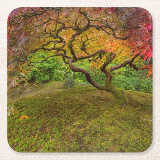 Ahornbaum in Herbstfarbe Rechteckiger Pappuntersetzer (Vorderseite)