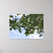 Ahornbaum Leinwanddruck (Vorderseite)