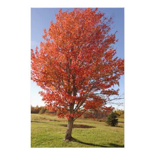 Ahornbaum mit brennenden roten Blätter Fotodruck (Vorne)