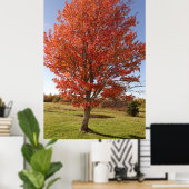 Ahornbaum mit brennenden roten Blätter Poster (Heimbüro)