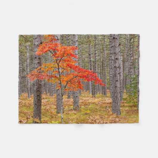 Ahornbaum mit Herbstfarben Fleecedecke (Vorderseite (Horizontal))