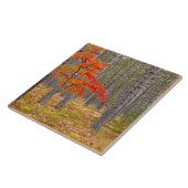 Ahornbaum mit Herbstfarben Fliese (Seite)