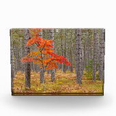 Ahornbaum mit Herbstfarben Fotoblock (Vorderseite)