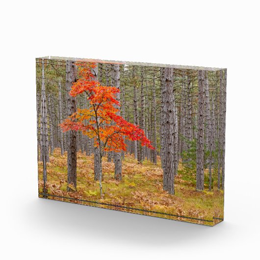 Ahornbaum mit Herbstfarben Fotoblock (Rechts)