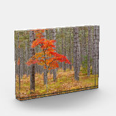 Ahornbaum mit Herbstfarben Fotoblock (Links)