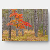Ahornbaum mit Herbstfarben Fotoplatte (Vorderseite)