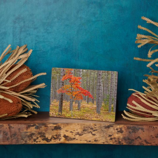 Ahornbaum mit Herbstfarben Fotoplatte (Seite)