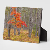 Ahornbaum mit Herbstfarben Fotoplatte (Seite)