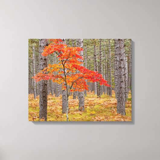 Ahornbaum mit Herbstfarben Leinwanddruck (Vorderseite)