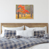 Ahornbaum mit Herbstfarben Leinwanddruck (Insitu (Schlafzimmer))