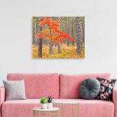Ahornbaum mit Herbstfarben Leinwanddruck (Insitu (Wohnzimmer))