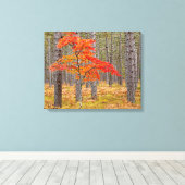 Ahornbaum mit Herbstfarben Leinwanddruck (Insitu (Holzboden))