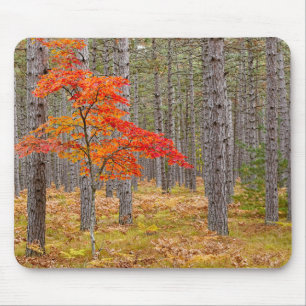 Ahornbaum mit Herbstfarben Mousepad