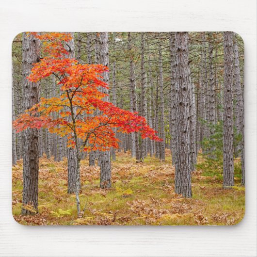 Ahornbaum mit Herbstfarben Mousepad (Vorne)