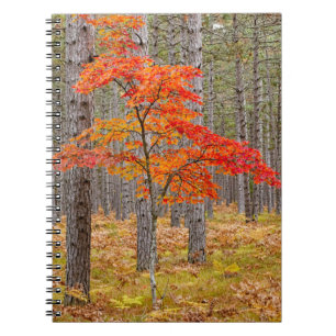 Ahornbaum mit Herbstfarben Notizblock