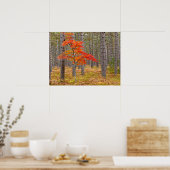 Ahornbaum mit Herbstfarben Poster (Küche)