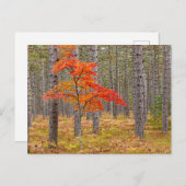 Ahornbaum mit Herbstfarben Postkarte (Vorne/Hinten)