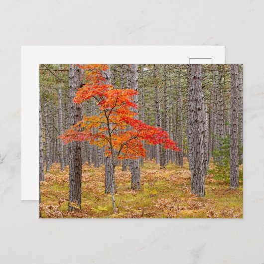 Ahornbaum mit Herbstfarben Postkarte (Vorne/Hinten)