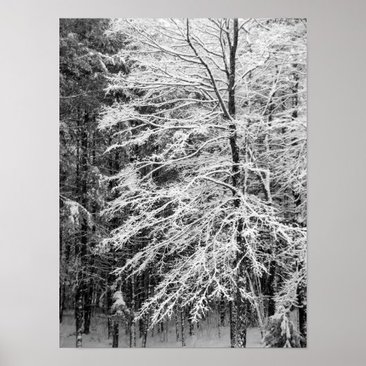 Ahornbaum mit Schnee Poster (Vorne)