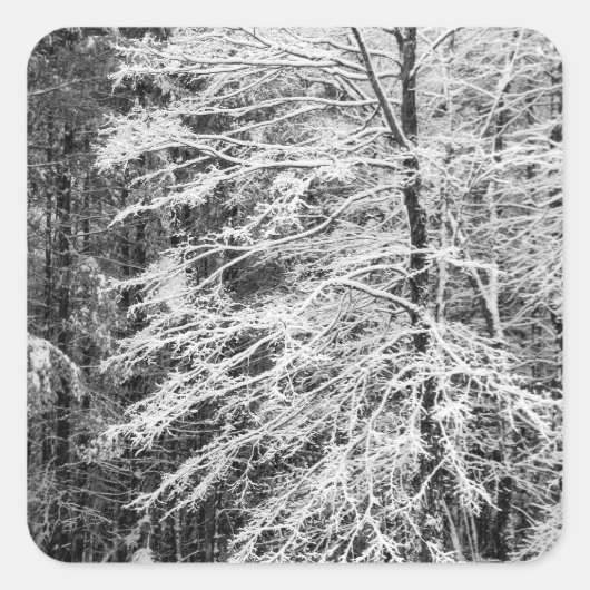 Ahornbaum mit Schnee Quadratischer Aufkleber (Vorderseite)