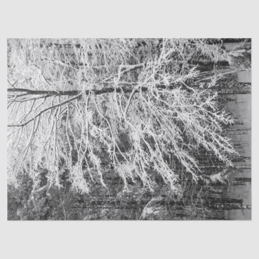 Ahornbaum mit Schnee Seidenpapier (Vorderseite)