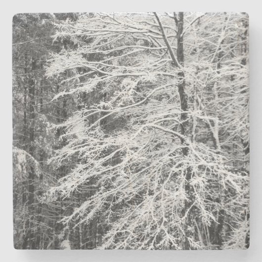 Ahornbaum mit Schnee Steinuntersetzer (Vorderseite)