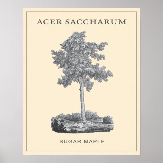 Ahornbaum mit Vintager Abbildung Poster (Vorne)