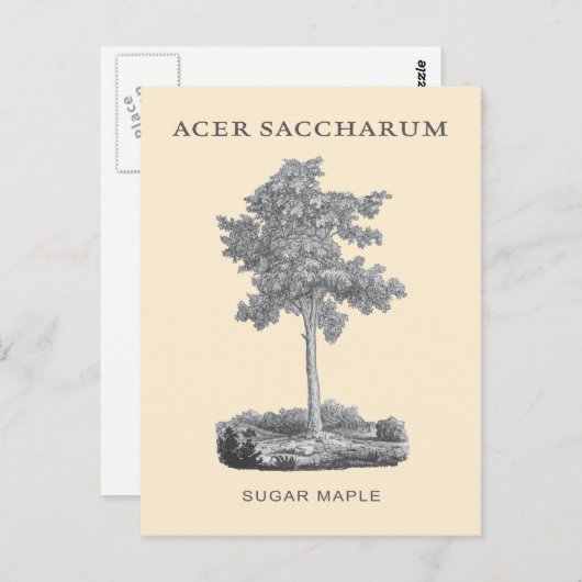 Ahornbaum mit Vintager Abbildung Postkarte (Vorne/Hinten)